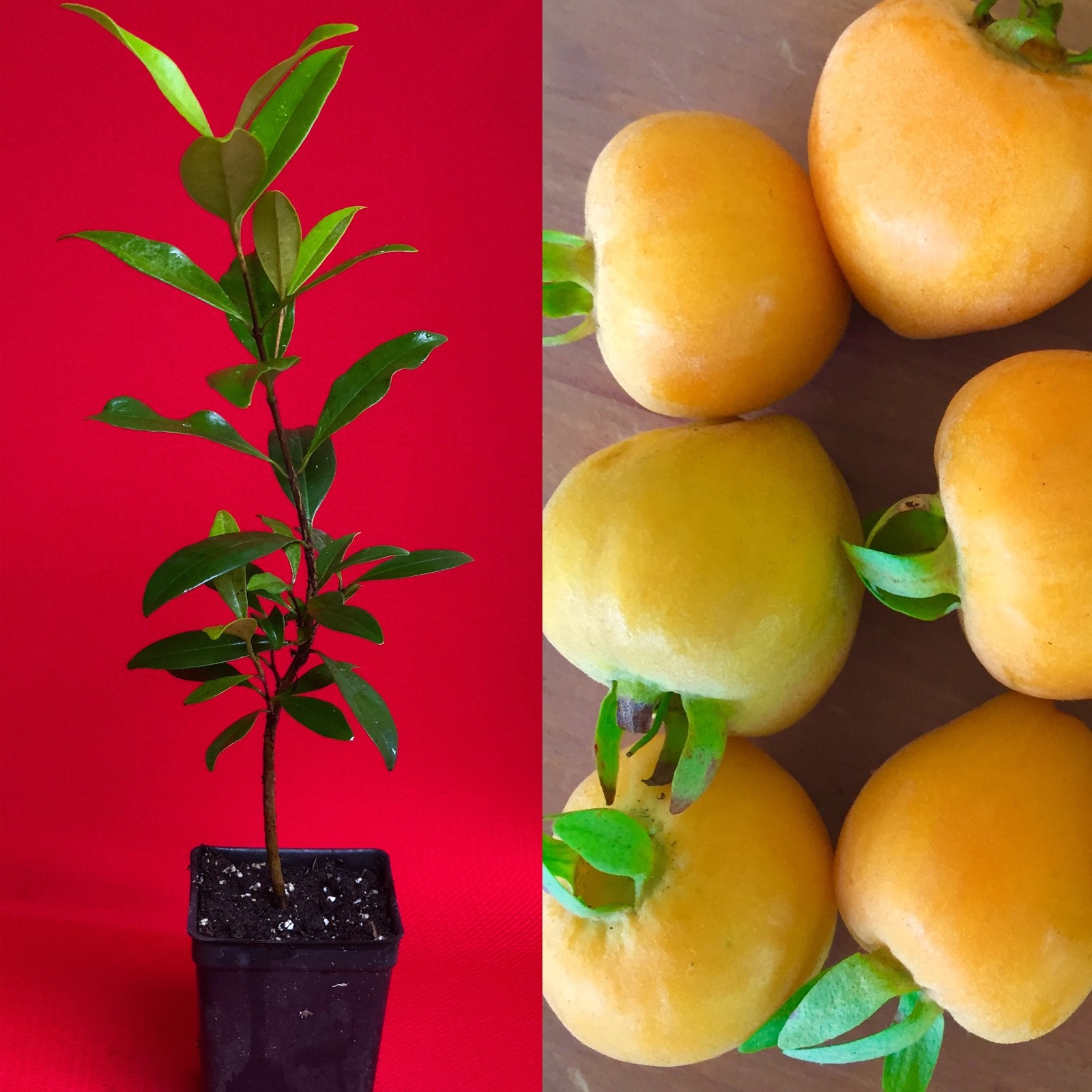 Eugenia Luschnathiana PITOMBA Potted PLANT Fruit Starter Pot Tree 5″-10″