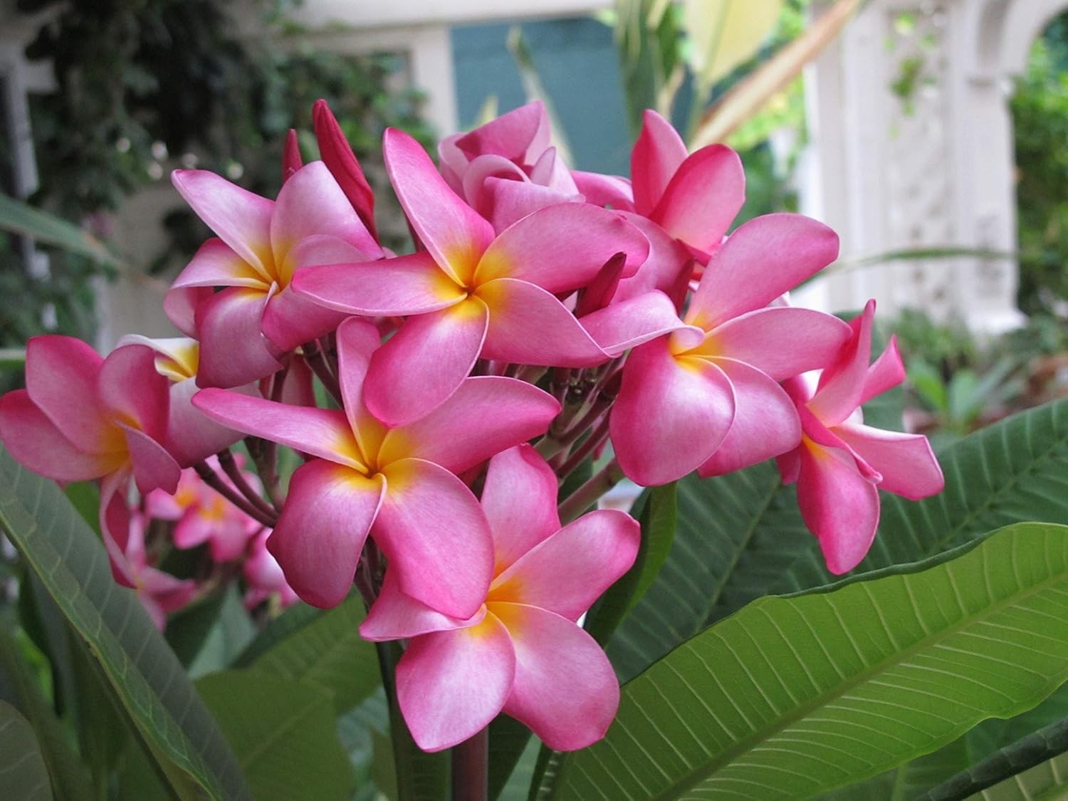 HAWAIIAN PINK PLUMERIA FRANGIPANI PLANT CUTTING – FRAGRANT EASY TO GROW