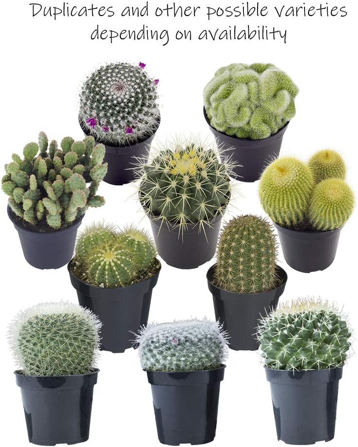 Assorted Cactus Collection 2.5″ 12 pack