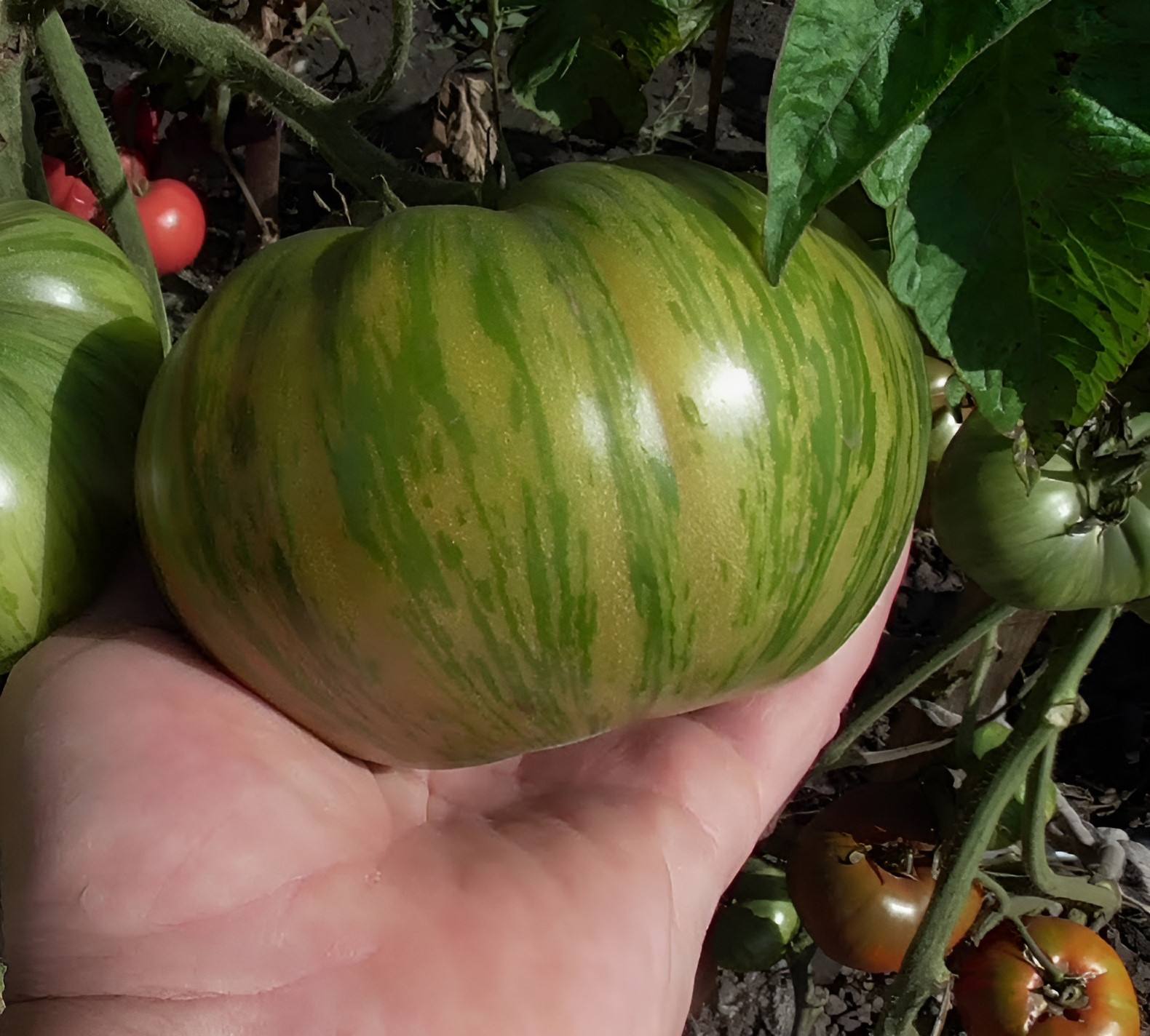 100 Heirloom Green Giant Tomato Seeds Large 1LB Green-Gold BiColor Indeterminate