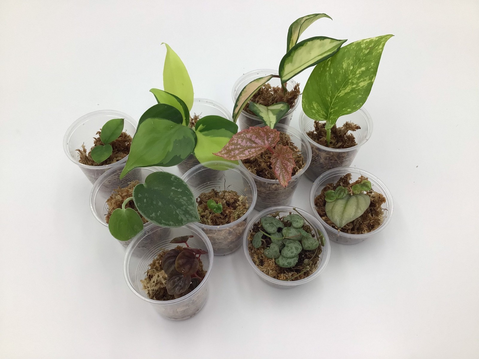 Straight Out Of The Propbox Mystery House Plant Bundle- 6 Plants