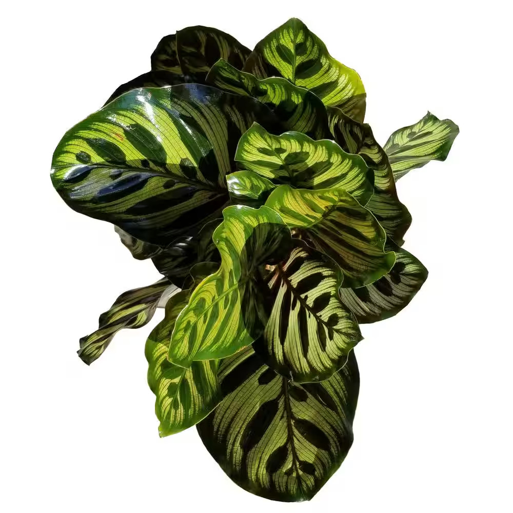 Peacock Plant in 6 In. Grower Pot
