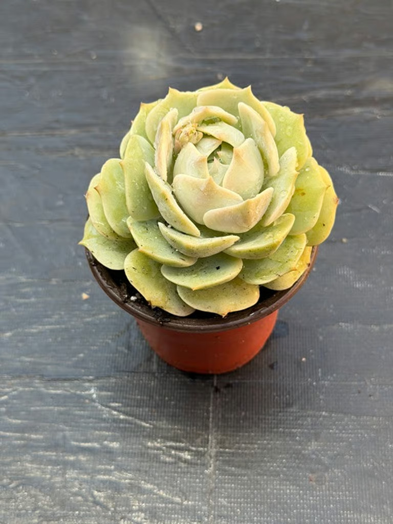 Echeveria ‘Lola’ – Rooted Succulent
