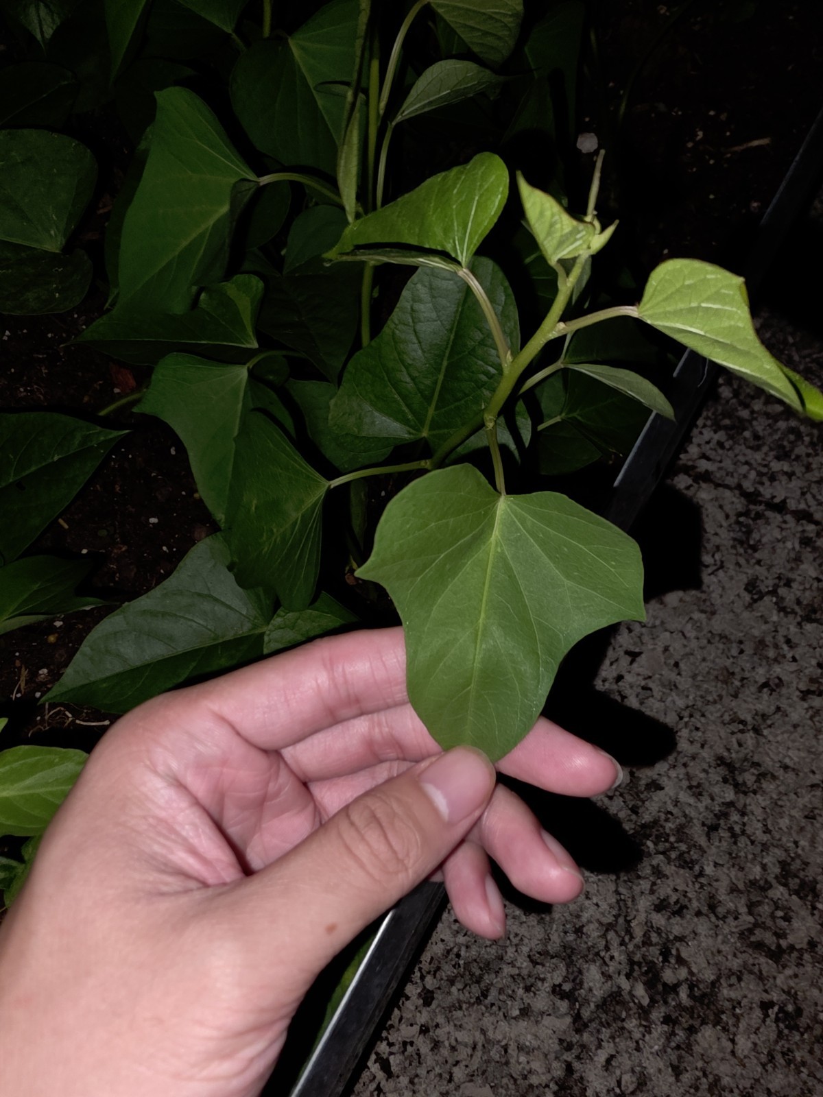 Okinawa Purple & White Japanese Sweet Potato Slips (10) White Skin – Khoai Lang