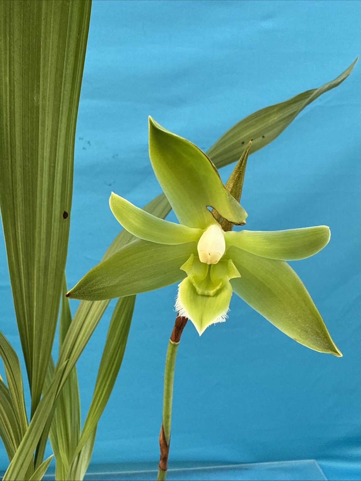 Lycaste (Ida) locusta Green White Bloom Size Orchid Species New Grow 5.5” Pot
