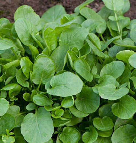 2000++ Upland Cress Seeds Early Cress Creasy Greens Xà Lách Son , 2024 Season