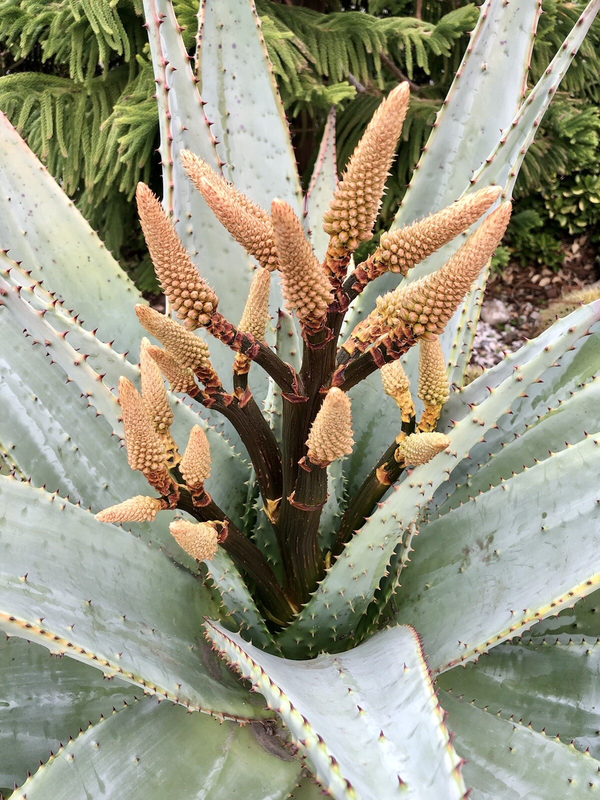 50 SEEDS Aloe marlothii Mountain tree Aloe Harvest: MAY 2026