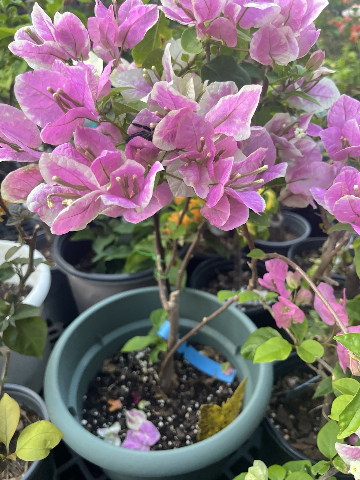 Multi 漳红樱三角梅 Makris/Aiskrim (Ice Cream) bougainvillea Bonsai own 18-20 in