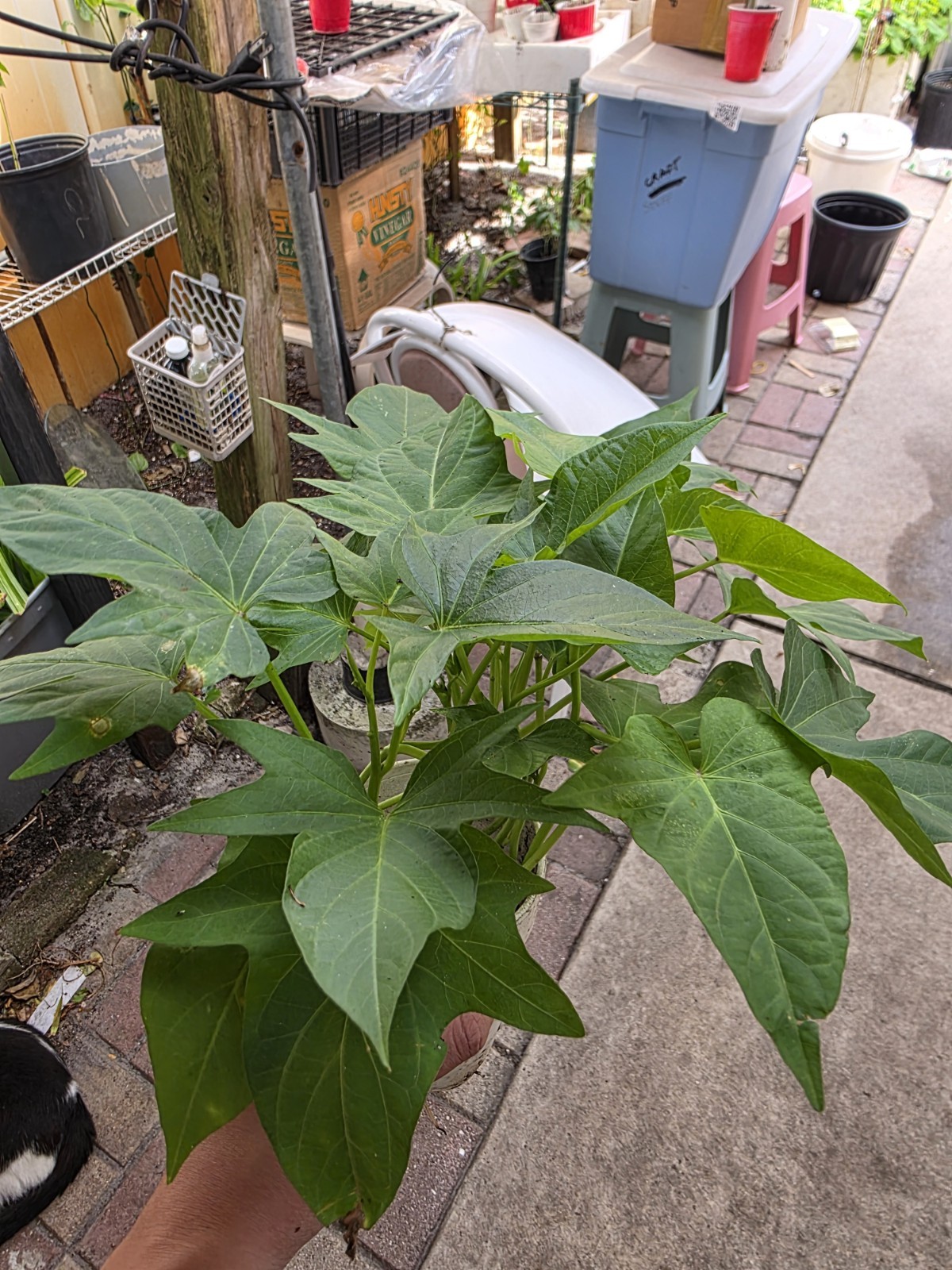 5 Okinawa Hawaiian Special – Sweet Potato Plants Rare Starter Cup – 5 In 1 Cup.