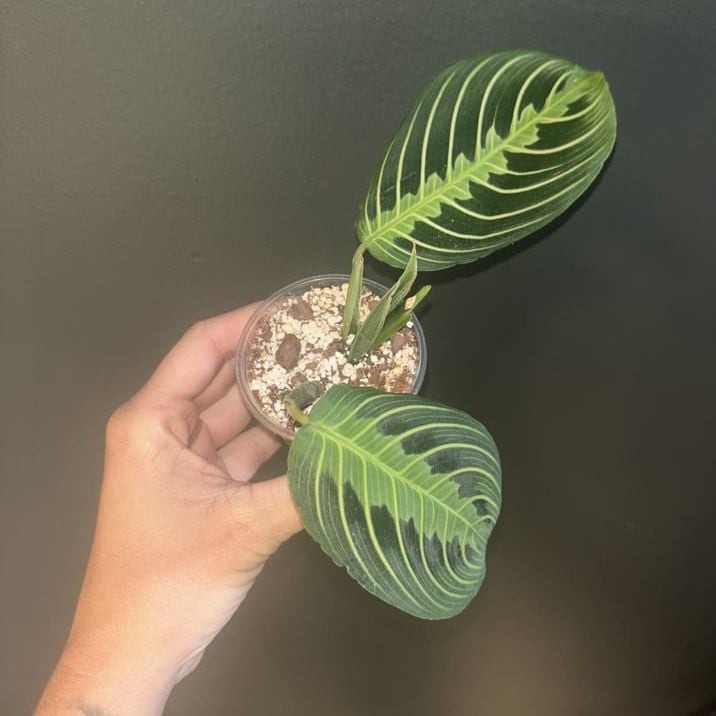Lemon Lime Prayer Plant