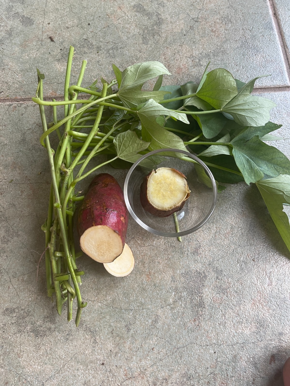 10 Japan cutting Sweet Potato slips / vine – purple skin (Murasaki) Sweet Potato
