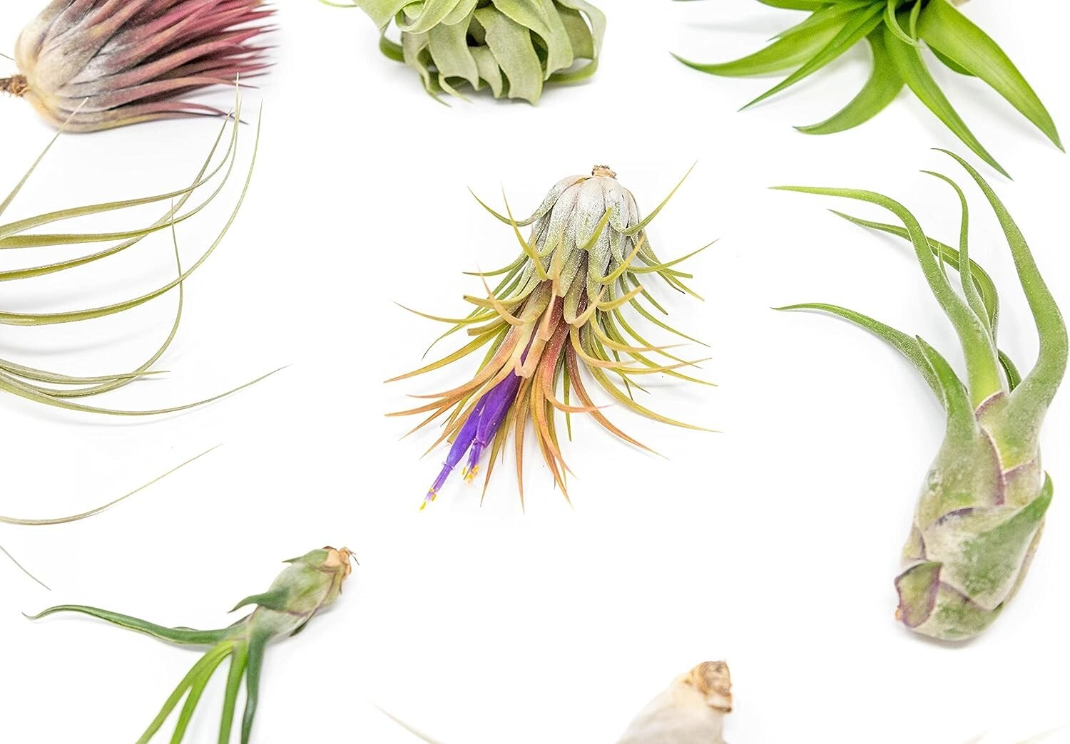Grab Bag Small/Medium Air Plants & Fertilizer-Wholesale Tillandsia, Easy Care