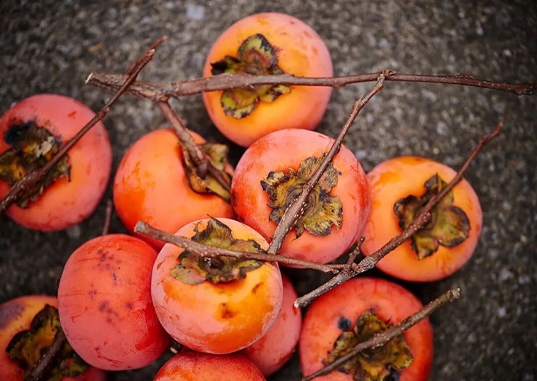 120 Seed Japanese Persimmon for Planting Non GMO Heirloom FuYu Persimmon