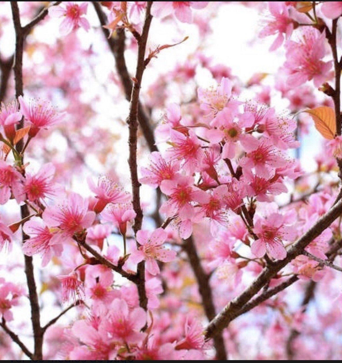 2 Okame and 2 Yoshino cherry (live tree seedling 7 to 13 inches)