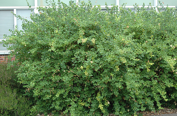 Winter Honeysuckle, Lonicera fragrantissima, Shrub Seeds, (Fast Fragrant Hardy)