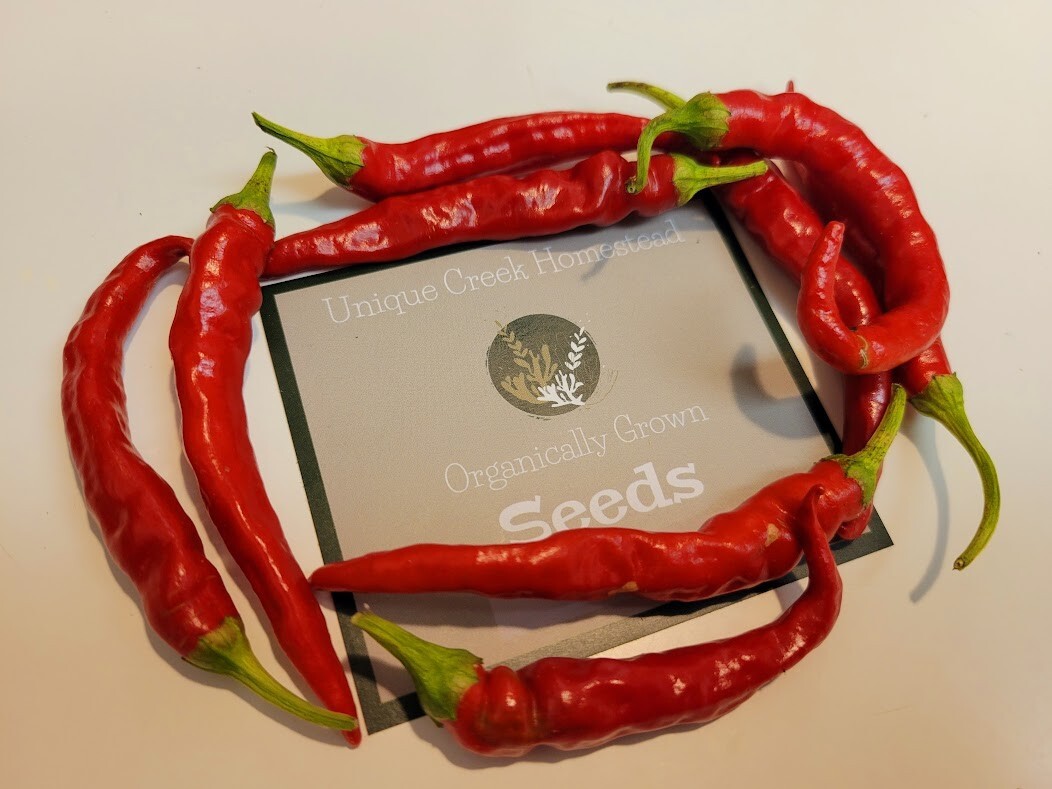 Indian Jwala Red Spicy Chili Pepper 25-Seeds Organically Grown Hot Peppers