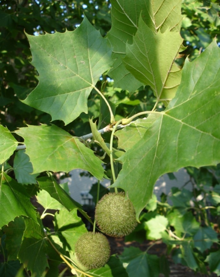 Set 2 American Plane Trees – 6-12 Inch Tall – 4 Inch Pot – Platanus Occidentalis