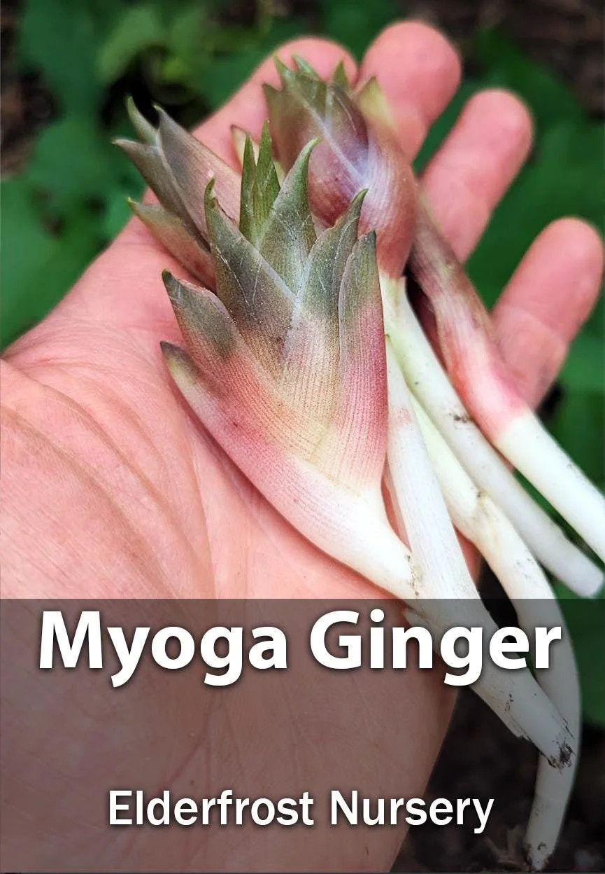 Myoga Ginger Live Roots, Cold Hardy Young Plants (Zone 5b)