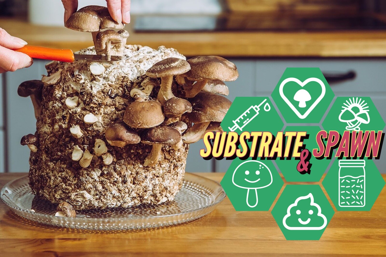 5lb Manure Base Mushroom substrate Grow Bag