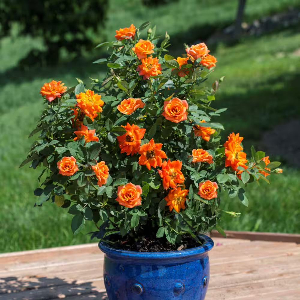 2 Gal. Sunblaze Amber Rose with Peach Flowers