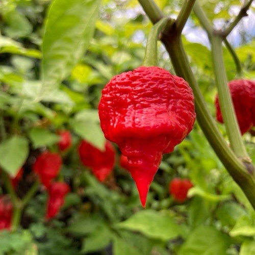 30+ Jumbo Carolina Reaper Trinidad Scorpion Seeds Extremely Hot Very Rare ￼