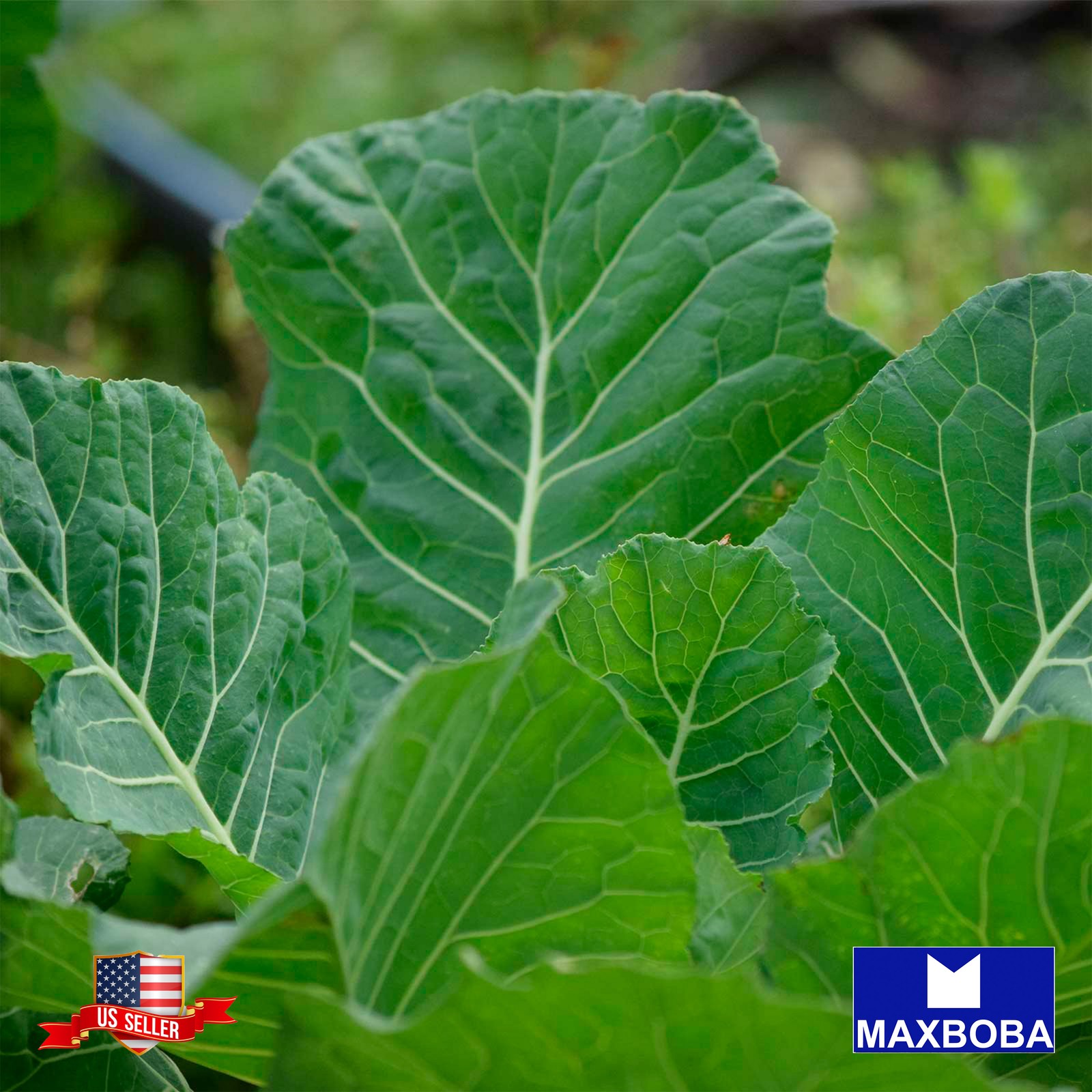 Premium Fresh 3200 Seeds Collard Georgia Southern Heirloom Vegetable Non-GMO