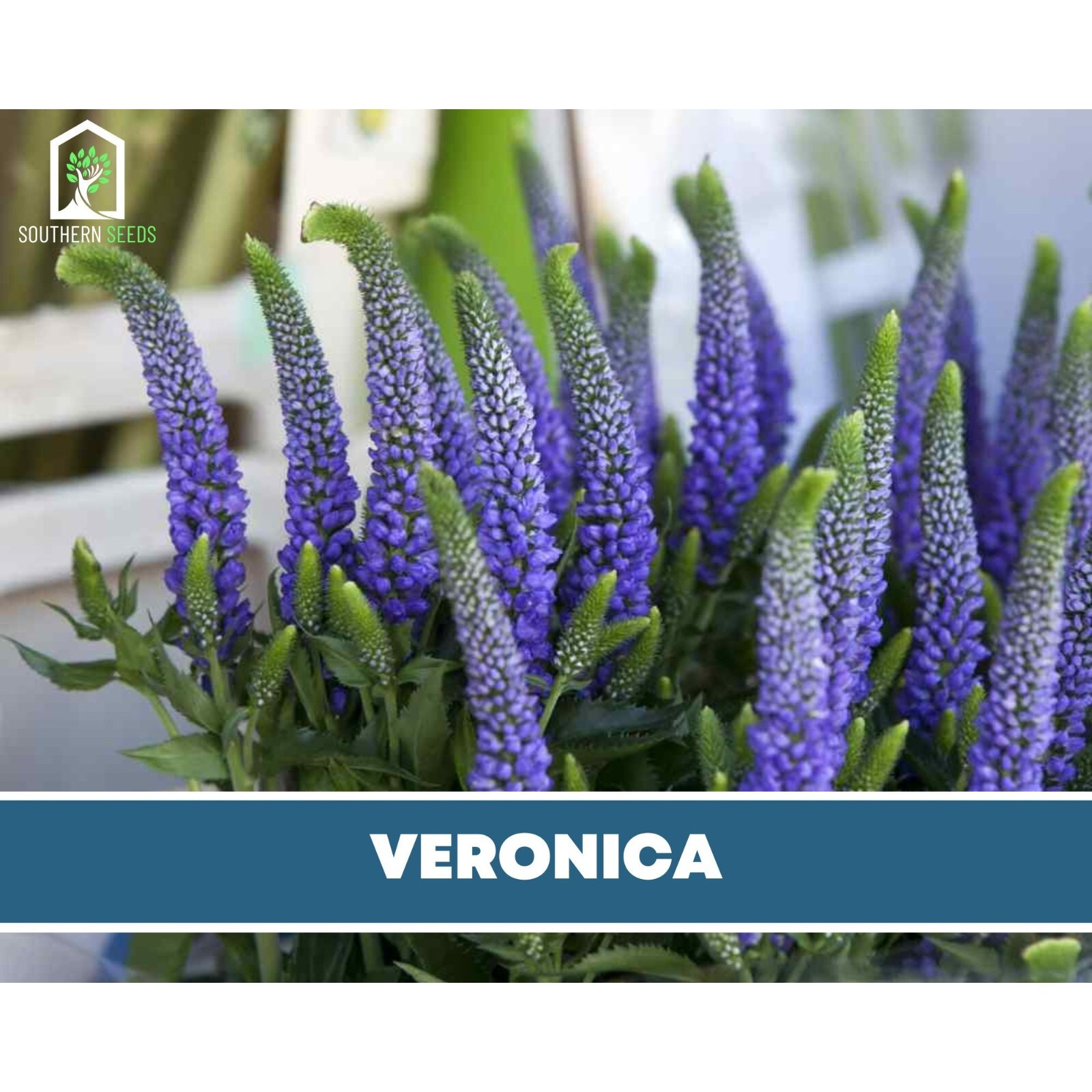 Veronica (Spiked Speedwell) – 50 Seeds (Veronica spicata)