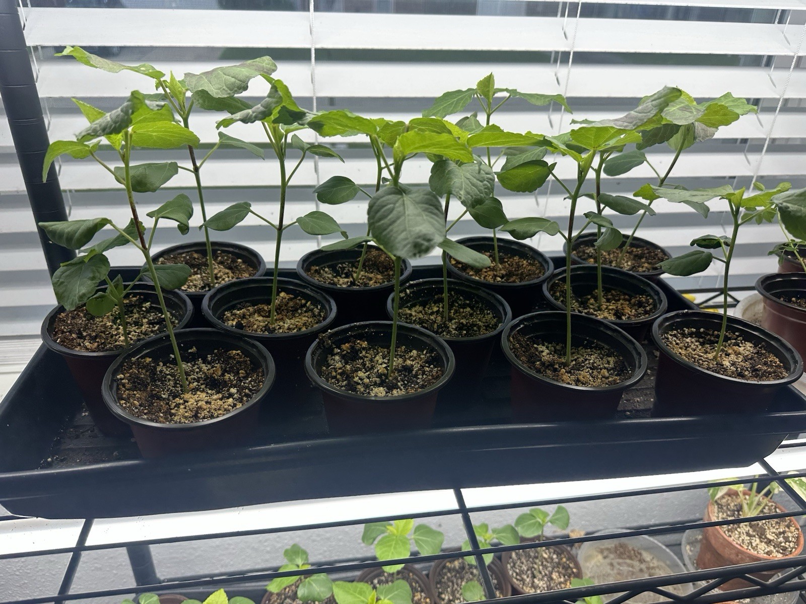 Roselle,Red Sorrel,Jamaica Sorrel,Florida Cranberry, Hibiscus sabdariffa Plant