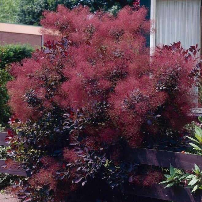 ROYAL PURPLE SMOKE TREE Cotinus coggygria ‘Royal Purple’ 10 UNROOTED CUTTINGS