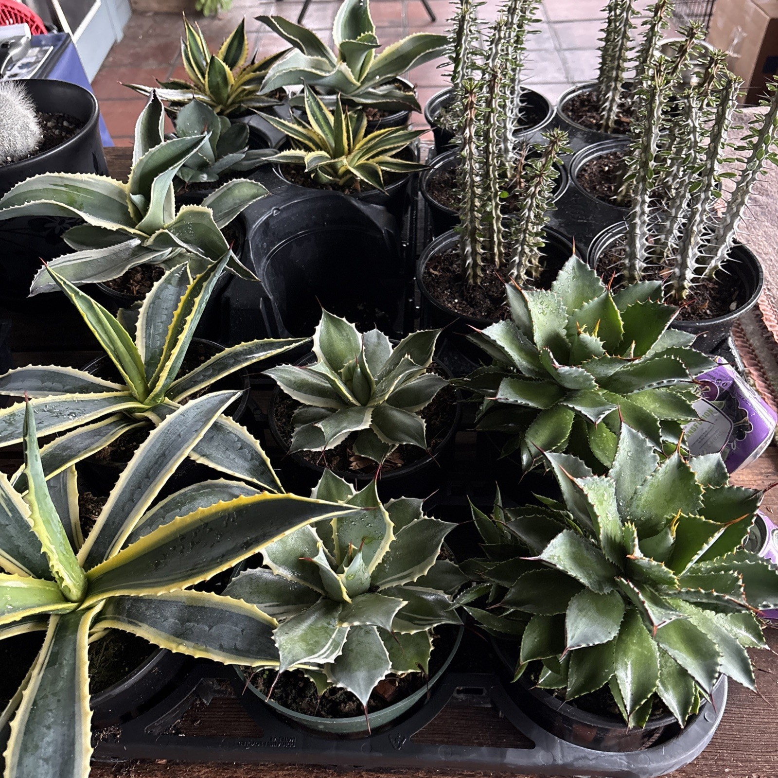 Agave cornelius Starlight 6 in pot