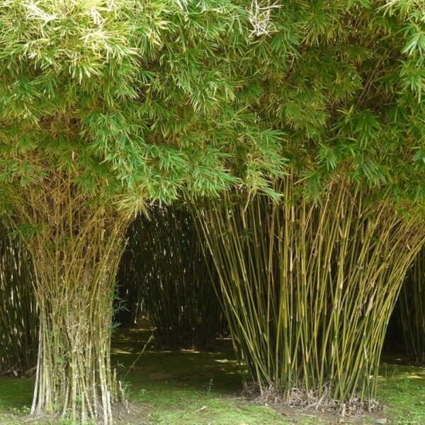 Bambusa multiplex – Green Hedge Clumping Bamboo Plant – 1 Division -non Invasive