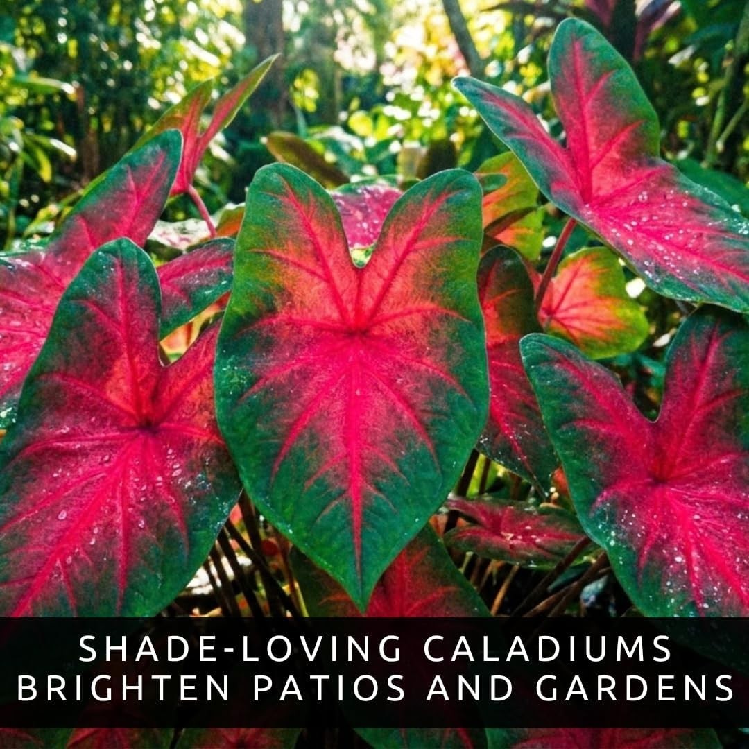 Vibrant Heart’s A’Fire Caladium Bulbs – Perfect for Full Sun and Garden Elegance