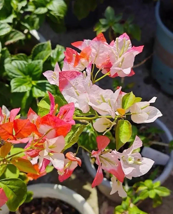 Multi Colors Orange Lipstick 橙口红三角梅Maharani Bougainvillea Bonsai Medium Size