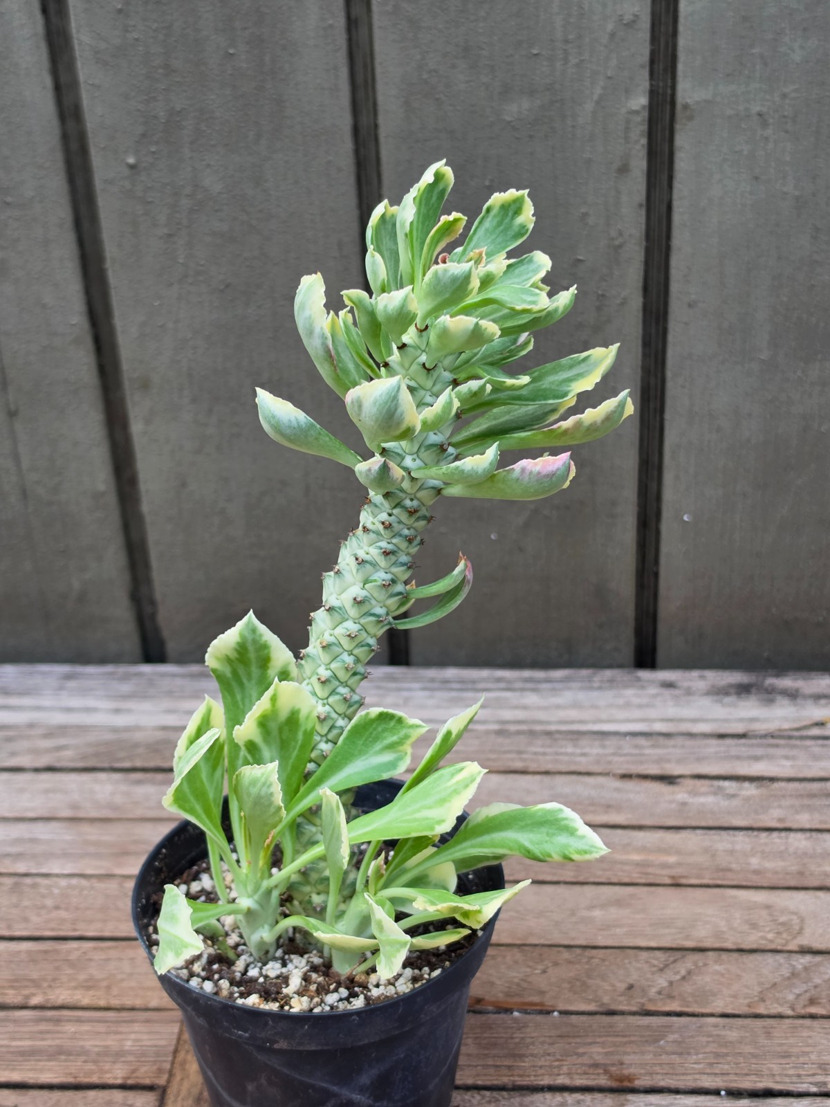 Monadenium stapelioides variegated Rare euphorbia succulent 4”pot