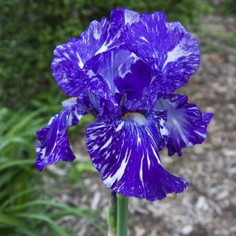 35 Rare Heirloom Iris Seeds – Colorful Mixed Flower Garden Blooms Multi-Variety