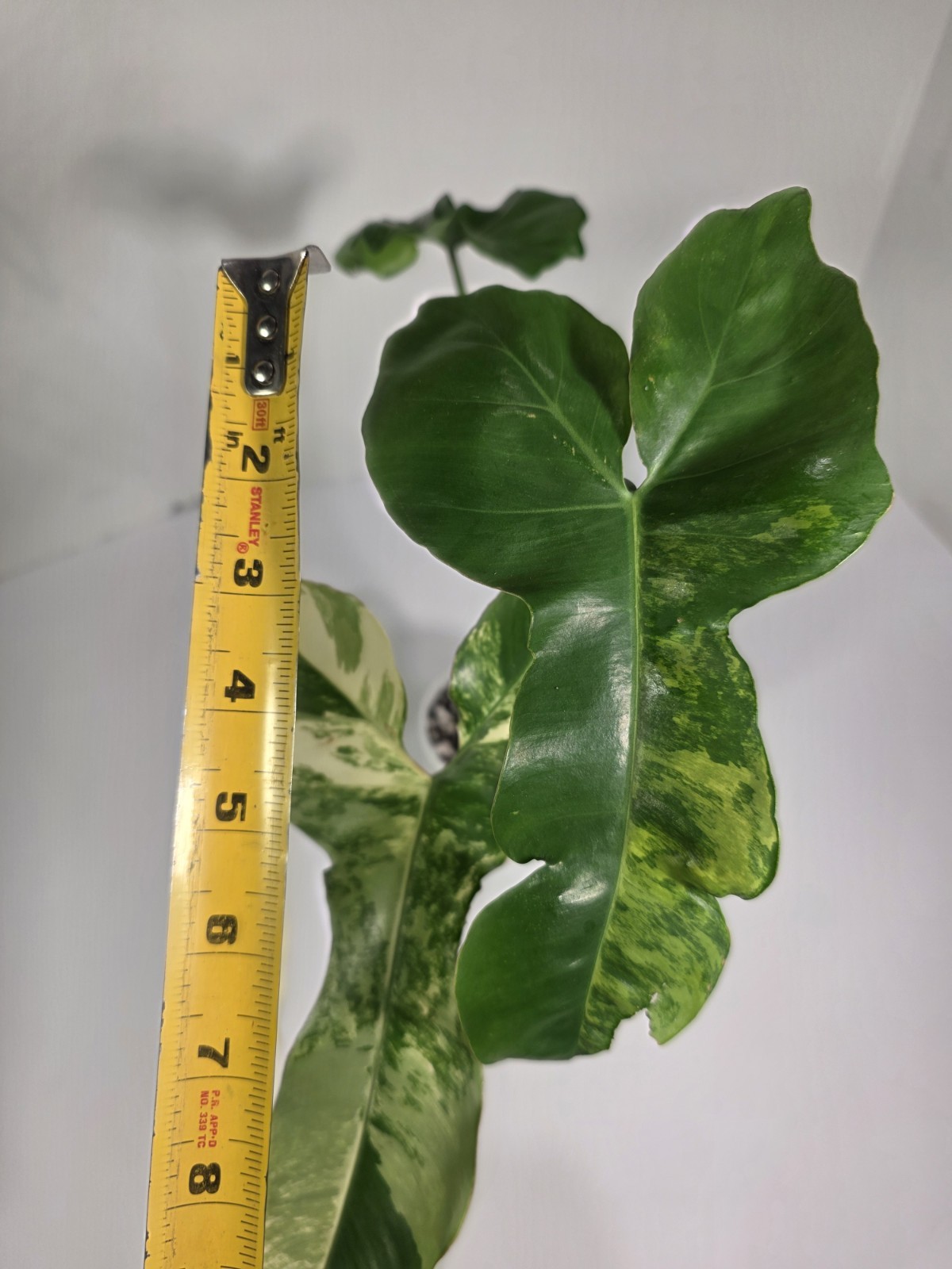 Philodendron Jennifer (Florida Beauty x Billietiae) – 4 inch pot, 4 leaf