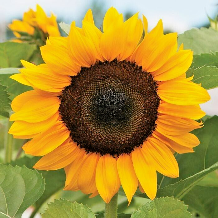 20 PROCUT ORANGE SUNFLOWER SEEDS – Helianthus annuus
