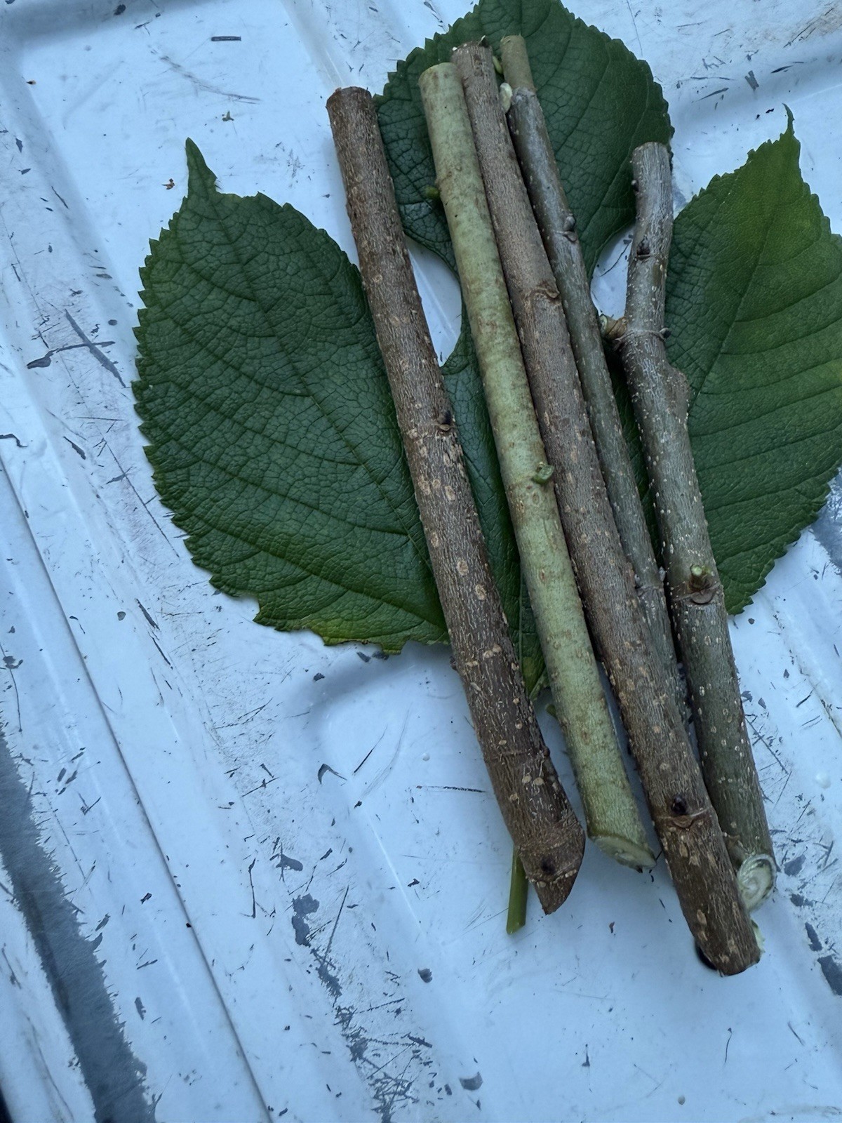 5 Fresh, Organically Grown Fruitless (Male) Red Mulberry Cuttings (Morus rubra)