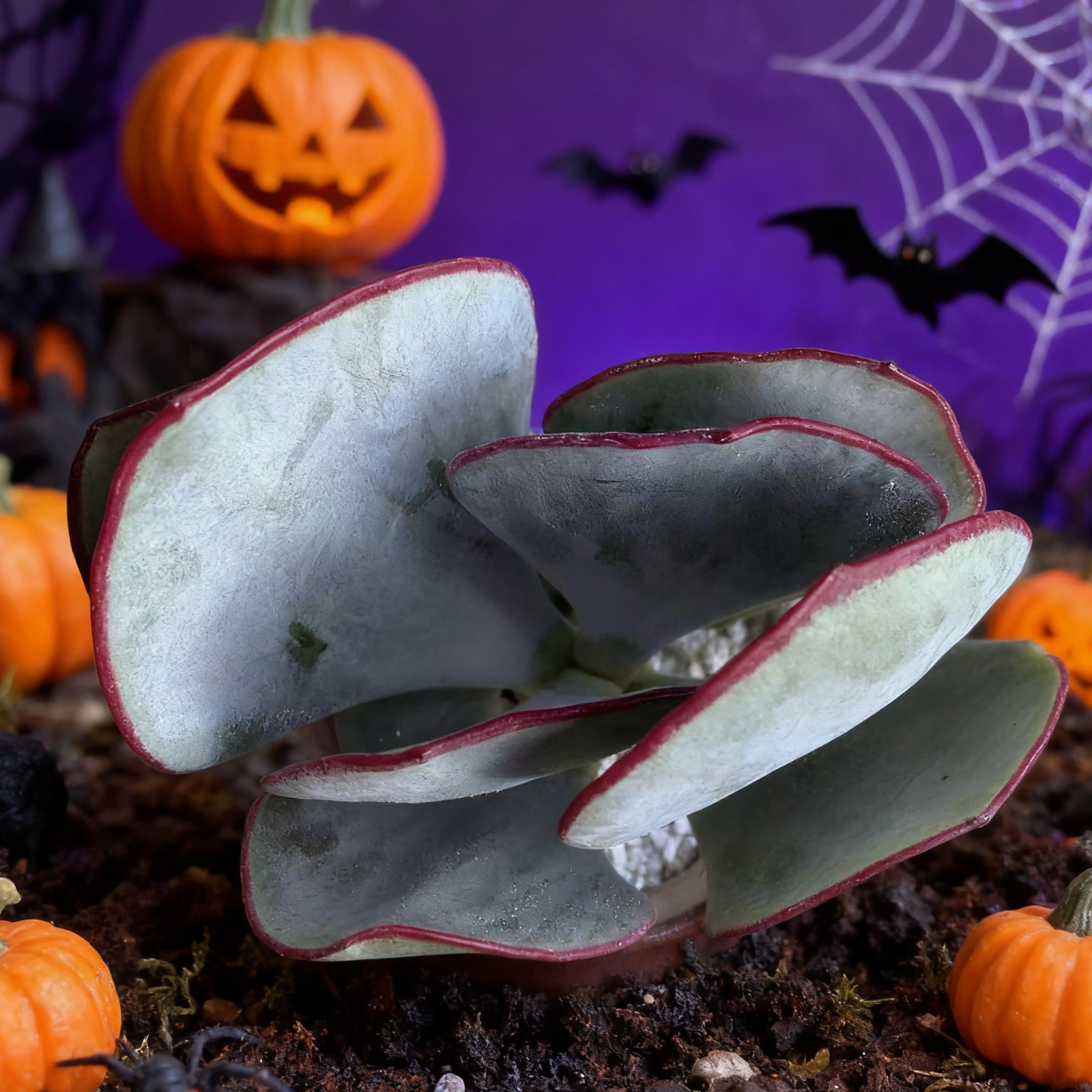 Cotyledon OrbiculataHakubi Succulents Plants Live, Bare root without soil pot,Ga