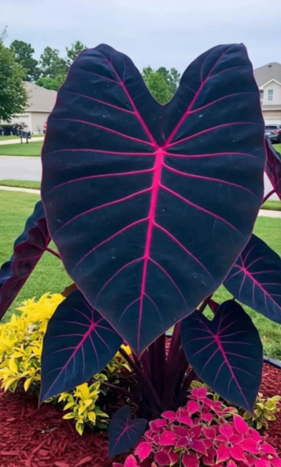 Butterfly Beauty Colocasia esculenta- Elephant Ear – SMALL ROOTED STARTER Plant