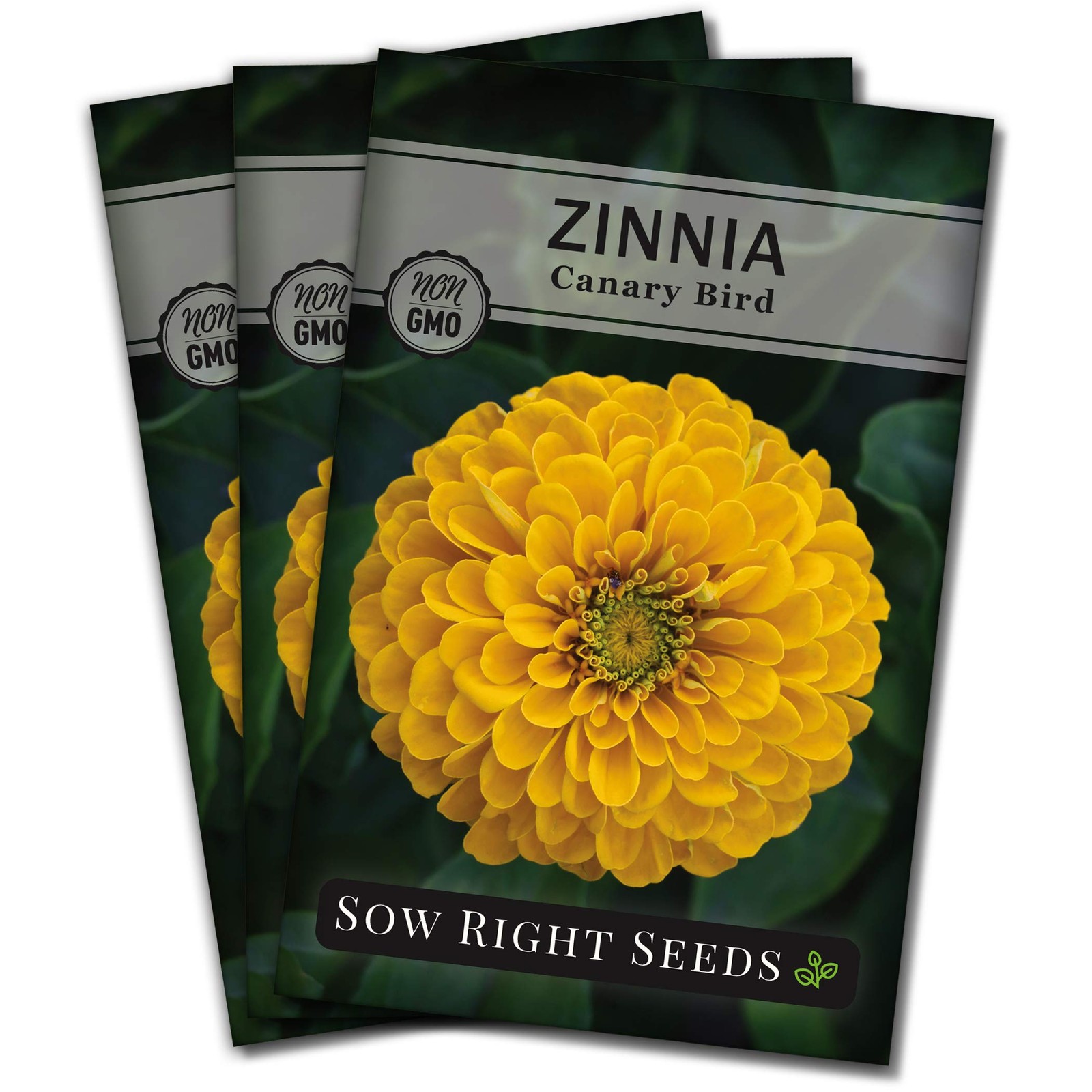 Canary Bird Zinnia Seeds – Non-GMO Heirloom for Vibrant Yellow Blooms