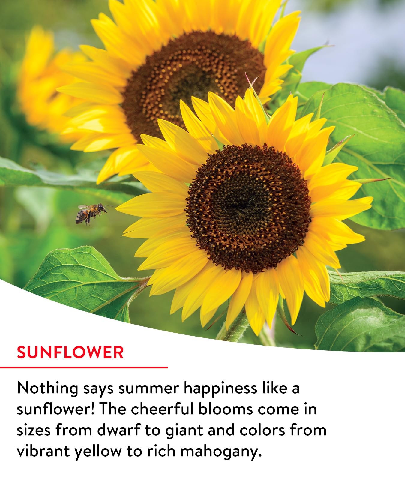 Burpee Fast Blooming 25,000 Non-GMO Planting, 1 Bag Easy Mix
