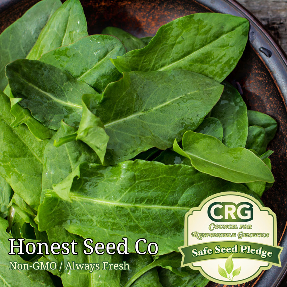 300+ Sorrel Seeds Large Leaf | Non-GMO Fresh Garden Seeds USA
