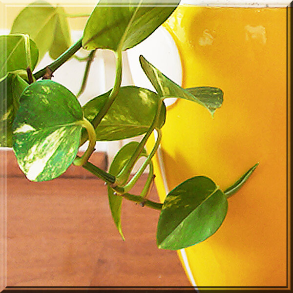 1-2 Variegated Golden Pothos Devil’s Ivy Epipremnum Aureum 2.5″ Pot Live Plant