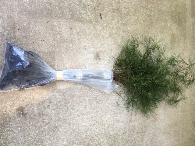 60 Wedding Favors Live White Pine Starter trees 6″-8″in.tall transplant seedling