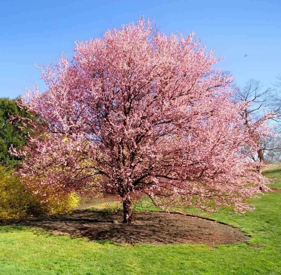 Kwanzan Japanese Cherry Tree – 8-14″ Tall Live Plant – 2.5″ Pot – Pink Flowering