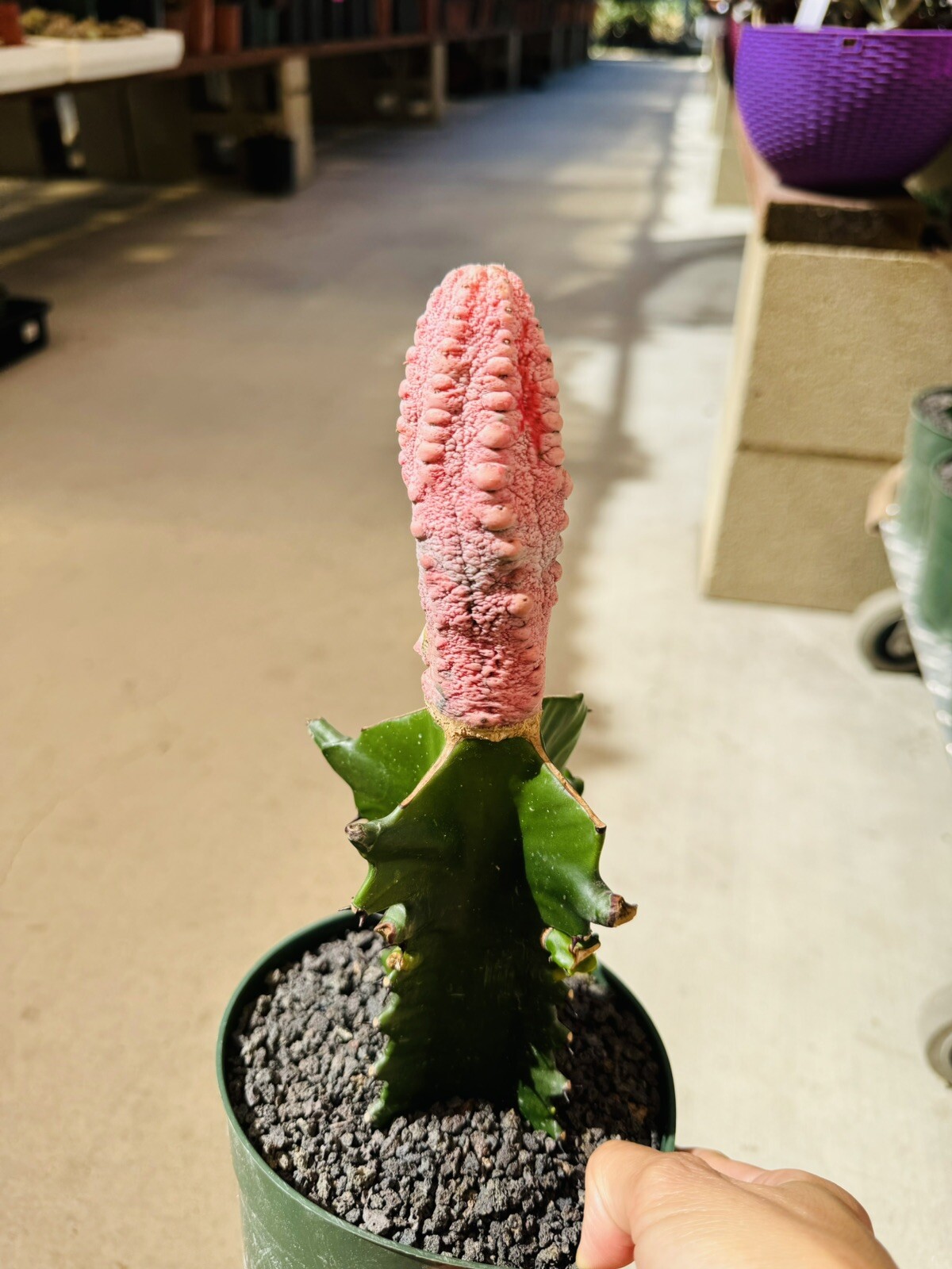Euphorbia Abdelkuri, Variegated, Grafted, Many Pups H13″ W4”