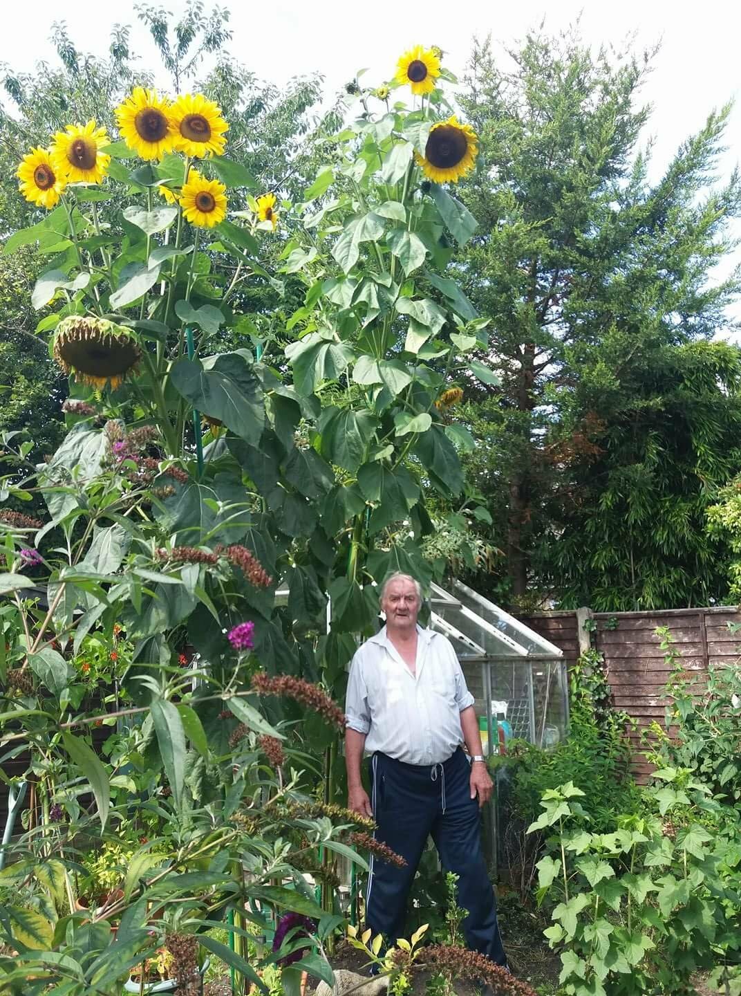 25 KING KONG SUNFLOWER Seeds / Largest & Tallest Multi Headed Variety Free Ship