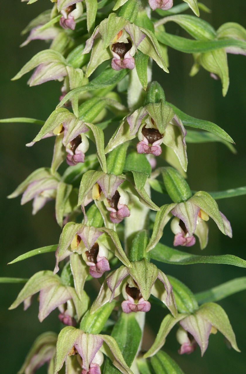Epipactis helleborine BROAD LEAVED HELLEBORINE ORCHID! Seeds
