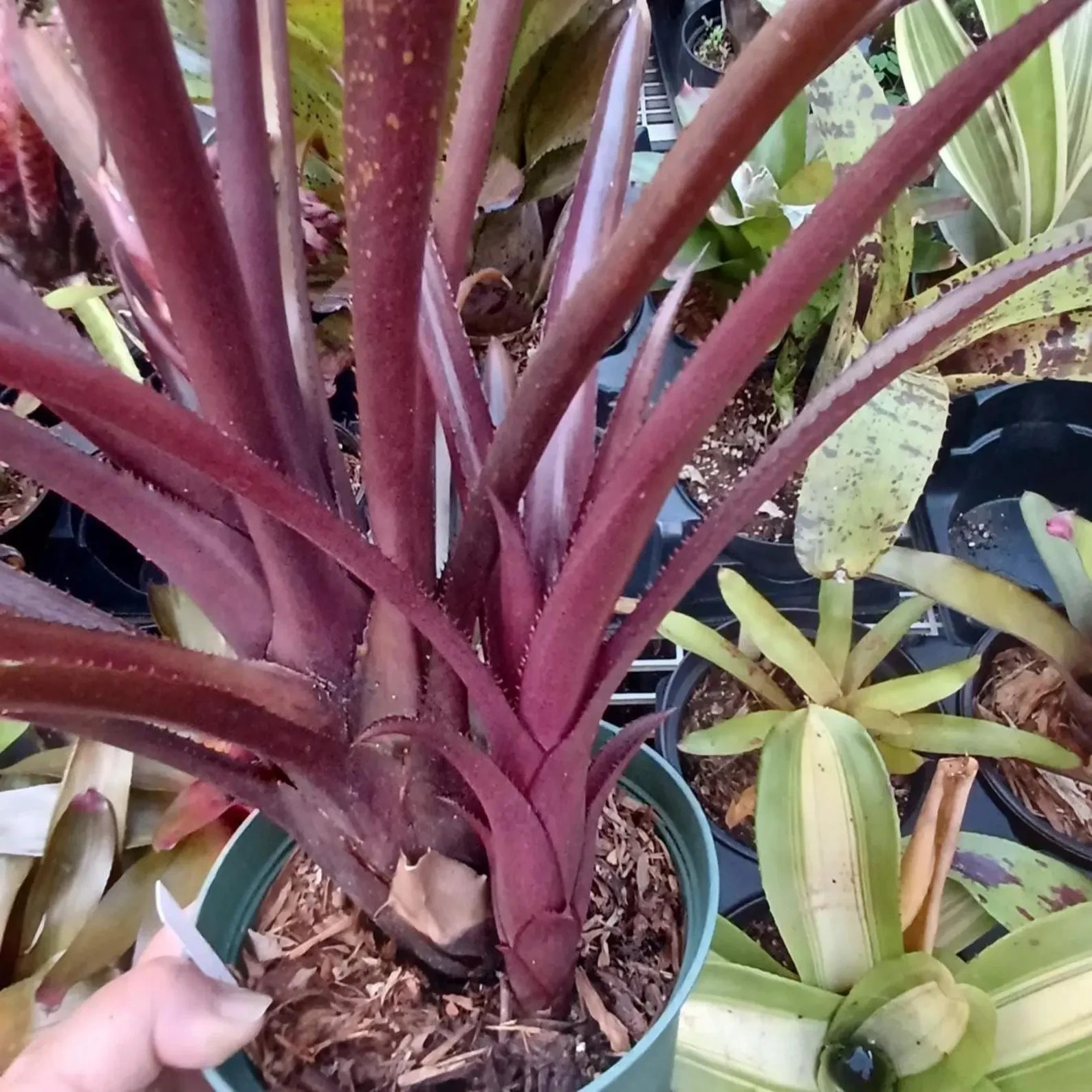 BUY 4 SAVE 15% BROMELIAD Aechmea ANGULATION Offset – Stunning All-Around